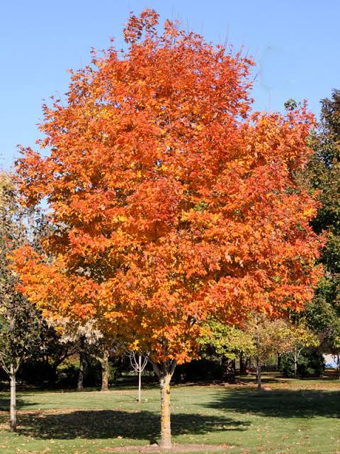 Fall Fiesta Sugar Maple